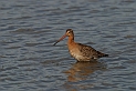 Black-tailed godwit - C